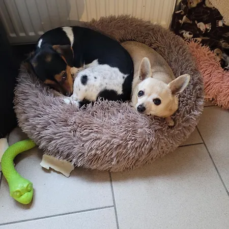 Doudou4870 Beyne-Heusay